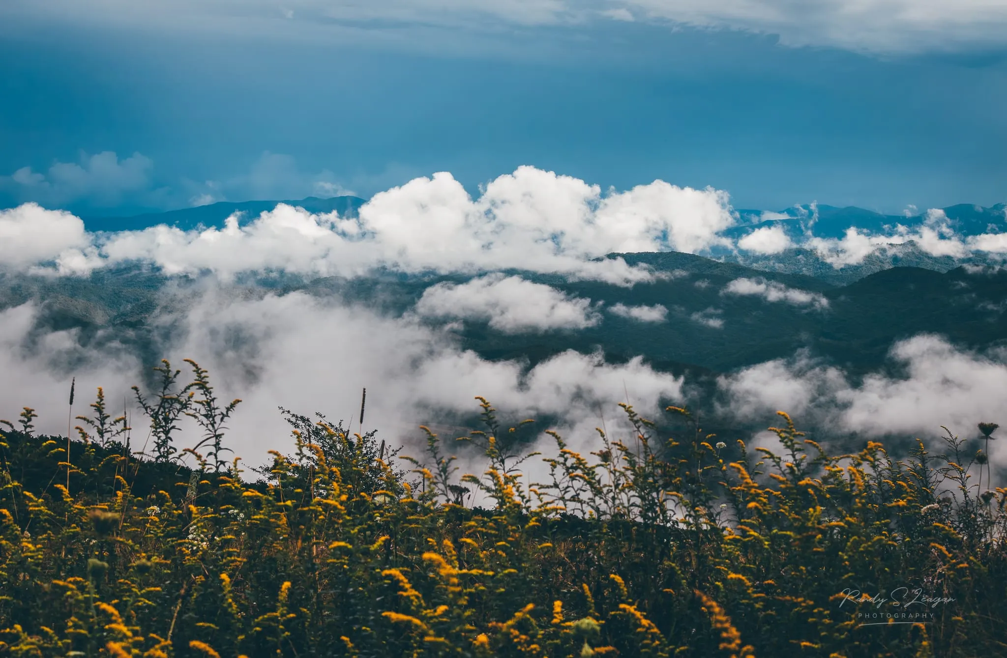 Goldenrod in the foreground with clouds sitting below the ridgelines in the Grayson Highlands