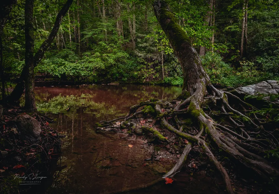 A mountain creek winding through the forest near the Appalachian Trail