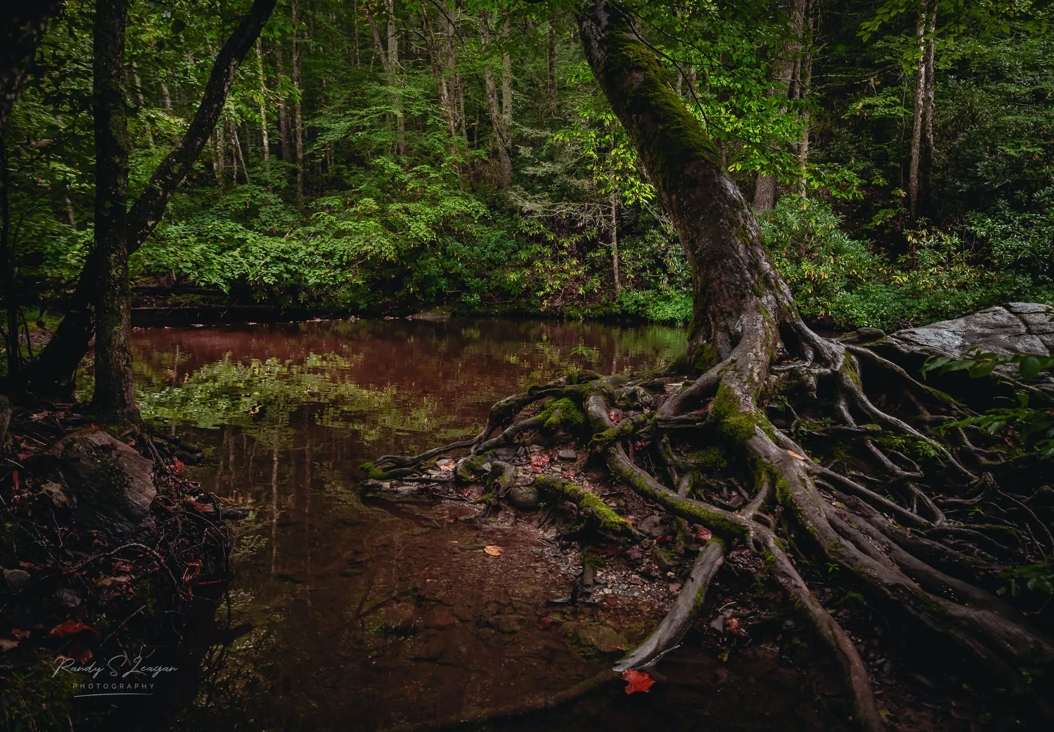 Cabin Creek running clear through the forest at Jeff Davises Hostel