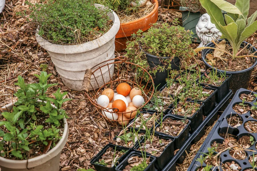 A basket of fresh eggs and herbs grown on the property