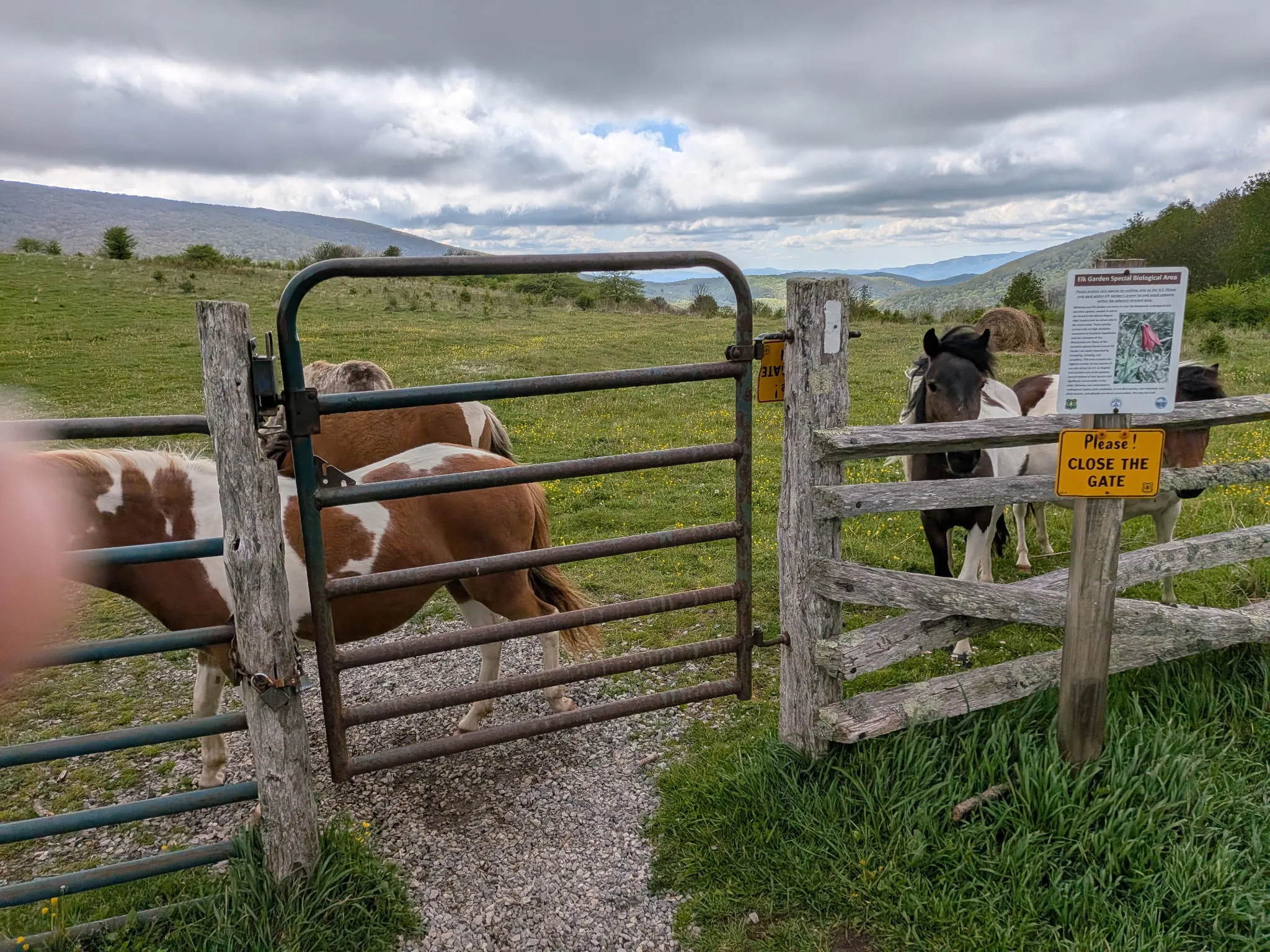 Feral ponies grazing along the gate at Grayson Highlands State Park with the Blue Ridge mountains behind them