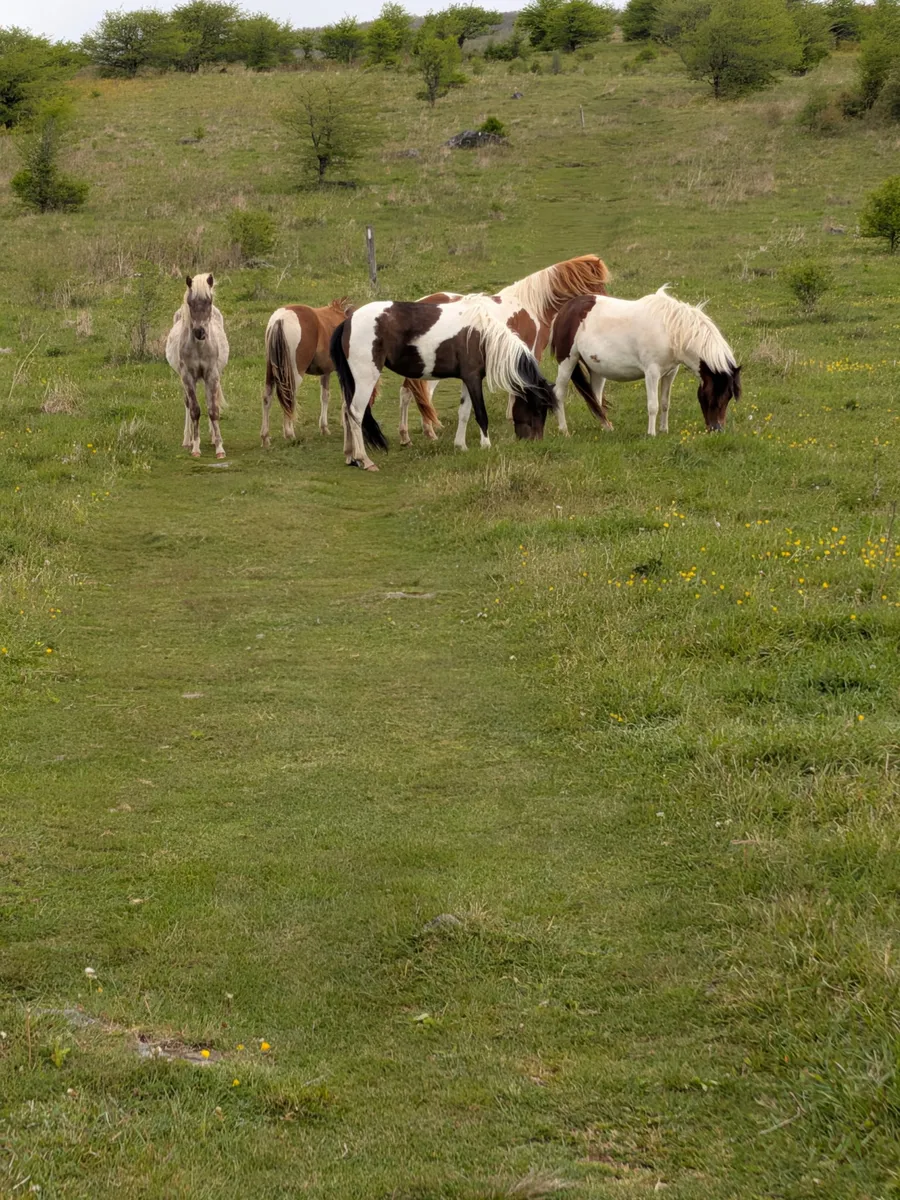 Wild ponies grazing in the open meadow at Grayson Highlands
